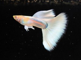 Guppy full platinum albino